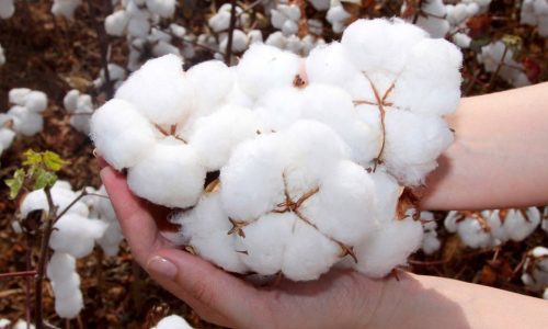 61847191_1519963908139293_1996749498709180416_o